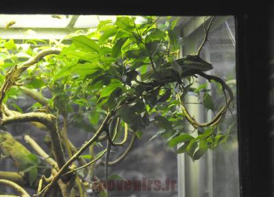 Anolis chevalier - 2016