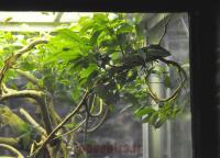Anolis chevalier