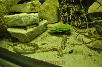 Scinque ocellé - 2016