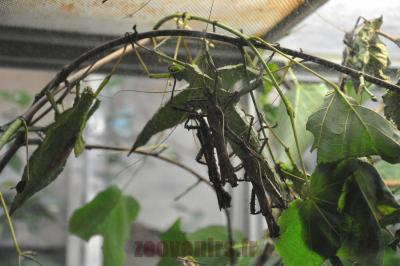 Phasme géant dilaté - 2016