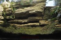 Phyllobate terrible