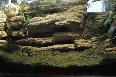 Phyllobate terrible - 2016