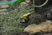 Phyllobate terrible