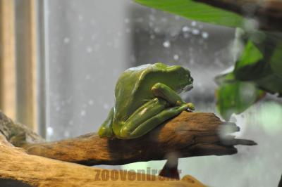 Phylloméduse singe de Guyane - 2016