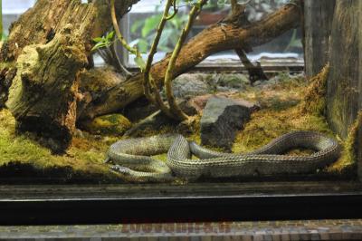 Pseustes poecilonotus - 2016