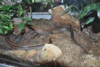 Serpent ratier à tête cuivrée