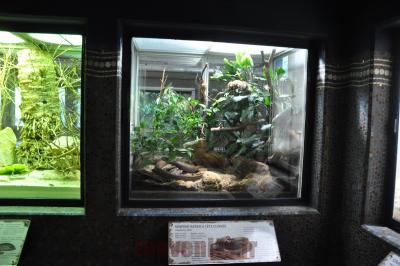 Serpent ratier à tête cuivrée - 2016