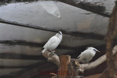 Étourneau de Rothschild - 2016