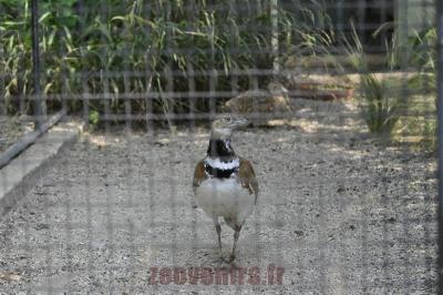 Outarde canepetière - 2016