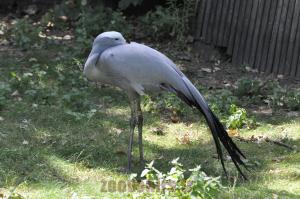 Grue de Paradis