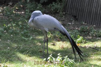 Grue de Paradis - 2016