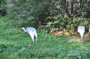 Grue à cou blanc