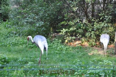 Grue à cou blanc - 2016