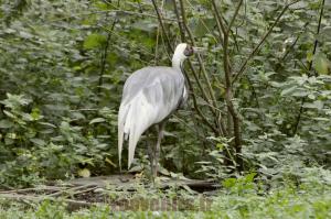 Grue à cou blanc 