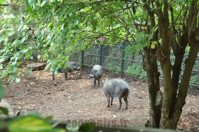 Sanglier de Visaya - 2016