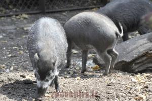 Sanglier de Visaya