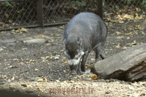 Sanglier de Visaya