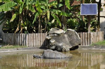 Tortue géante des Seychelles - 2016
