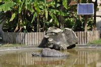 Tortue géante des Seychelles
