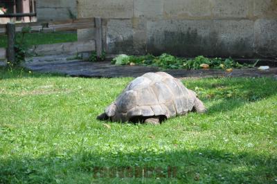 Tortue géante des Seychelles - 2016