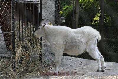 Chèvre des montagnes - 2016