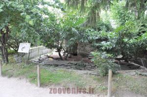 Agouti 