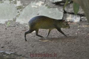 Agouti