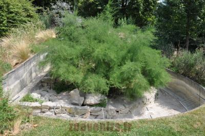 Mangouste fauve - 2016