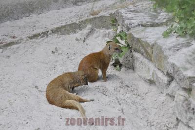 Mangouste fauve - 2016