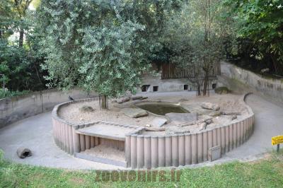 Porc-épic indien - 2016