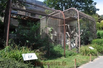 Vautour de l'Himalaya - 2016