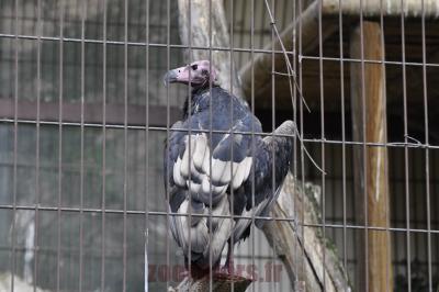 Vautour de Pondichéry - 2016