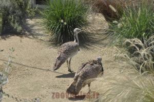 Outarde houbara