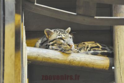 Panthère nébuleuse - 2016