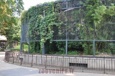 Panthère de Chine - 2016