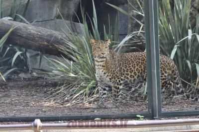 Panthère de Chine - 2016