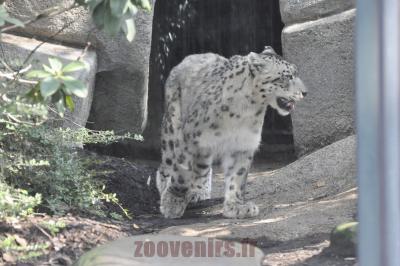 Panthère des neiges - 2016