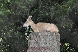 Markhor