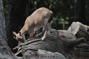 Markhor