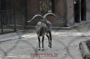Bharal