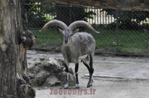 Bharal