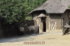 Cheval de Przewalski
