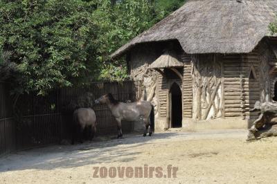 Cheval de Przewalski - 2016