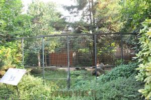 Renard des steppes