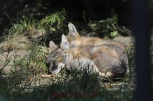 Renard des steppes