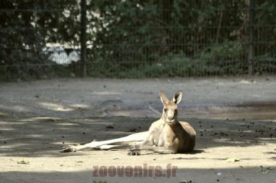 Kangourou géant - 2016