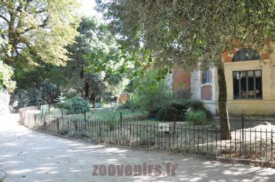 Tortue grecque - 2016