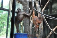 Orang-outang de Bornéo