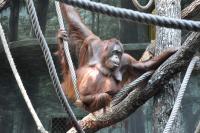Orang-outang de Bornéo