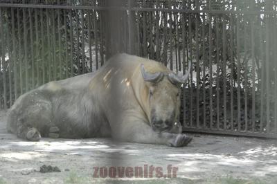 Takin du Sichuan - 2016
